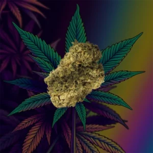 Durban Poison cannabis close-up