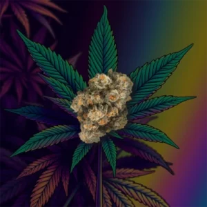 Georgia Pie cannabis buds