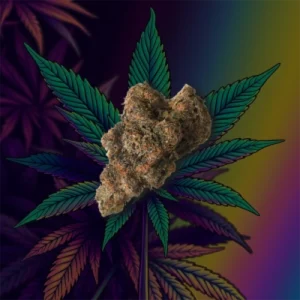 Gary Payton cannabis strain