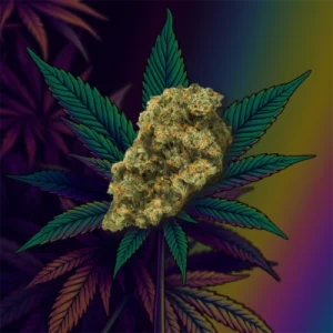 Jack Herer cannabis buds