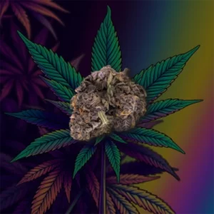 Jealousy cannabis strain package