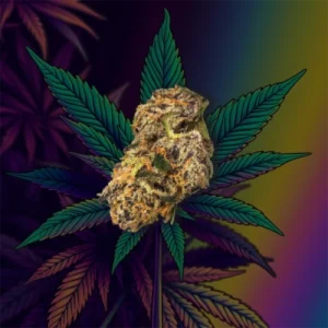 London Pound Cake cannabis