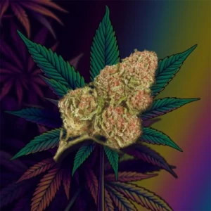 Northern Lights cannabis buds