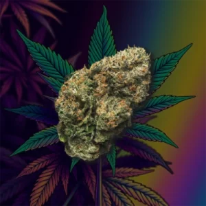 Runtz cannabis strain package