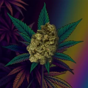 Wedding Cake Cannabis Strain